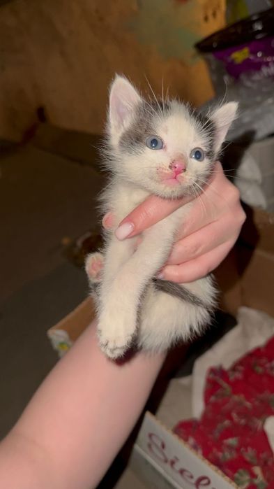 Котята бесплатно