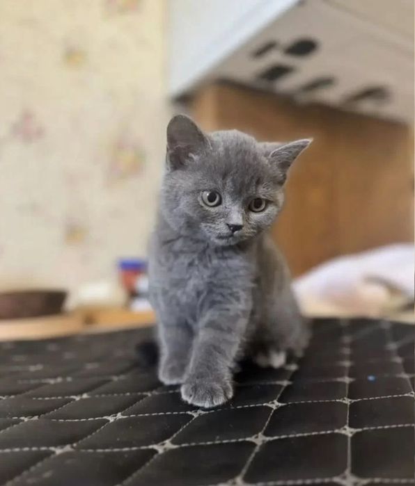 В голубых шубках котята девочки, 1.5 мес