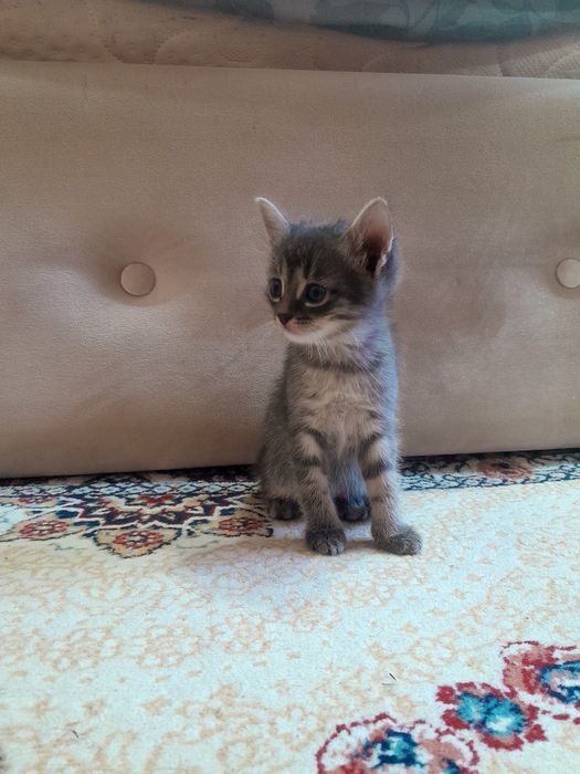 Отдам котят бесплатно.