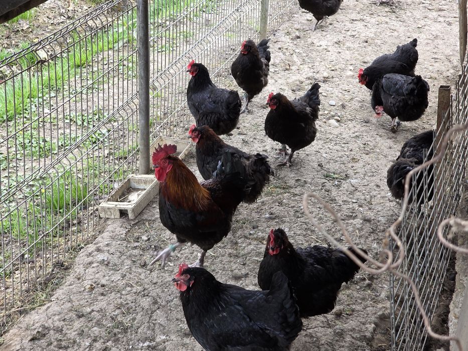 Ouă incubat rasă Marans