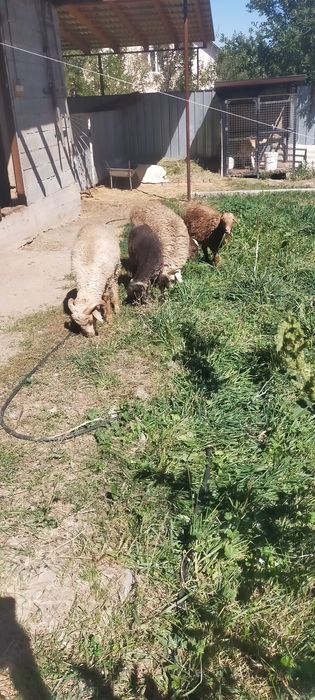 Продам тохты кошкарчики 5 штук