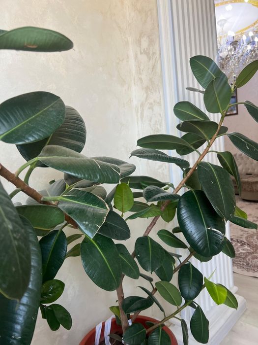 Продам цветы)