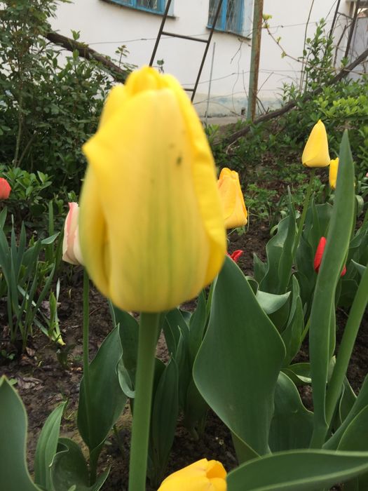 луковицы сортовых тюльпанов,трубчатых нарциссов,белых гиацинтов