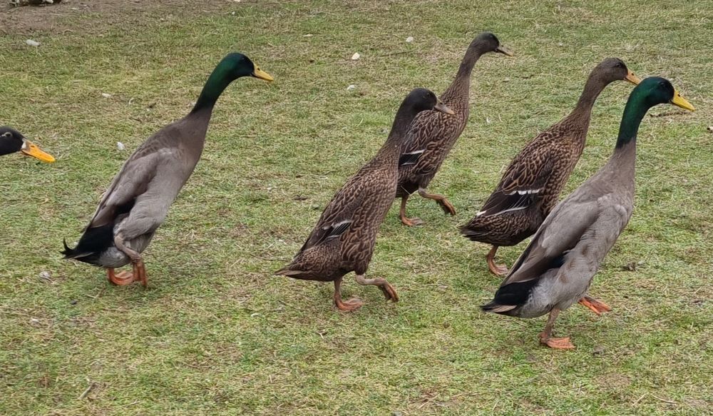 Ouă de rață alergătoare indiene pentru incubat