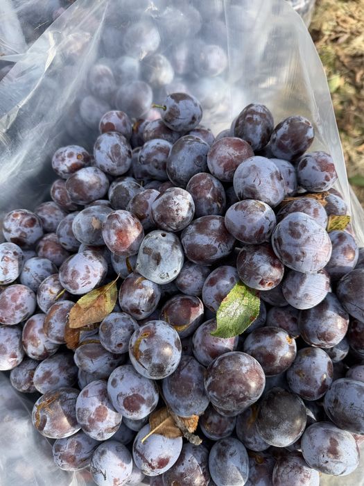 Vând prune anașpet !