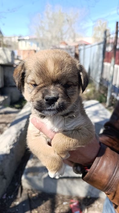 Щенок девочка срочно ищет дом