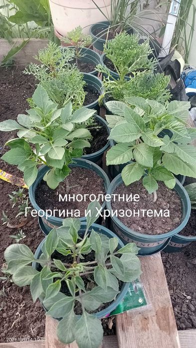 В продаже цветы однолетние, многодетние