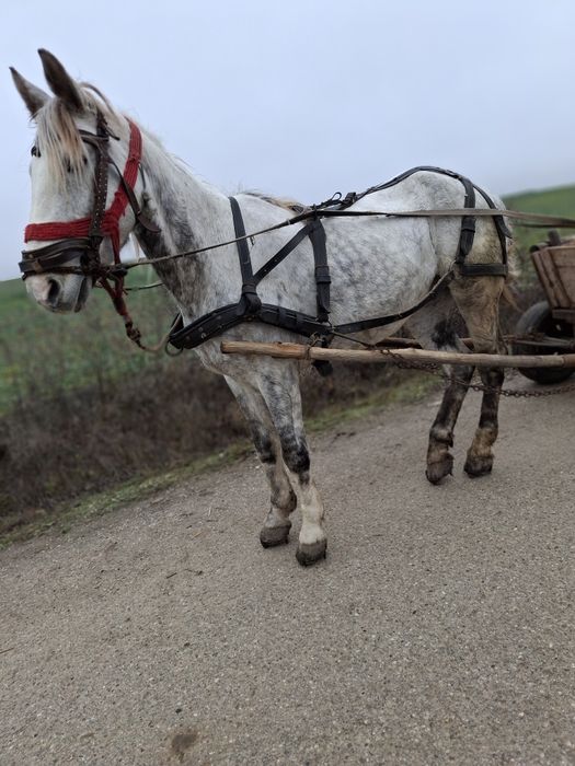 Cal de vanzare  castrat