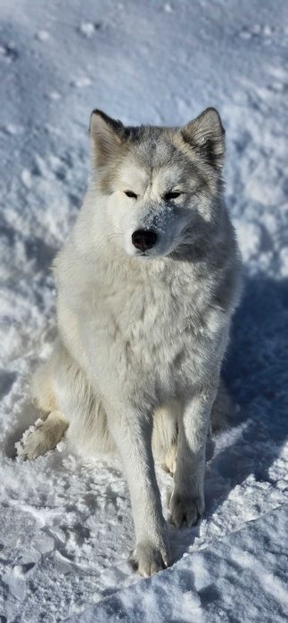 Собака Маламут/хаски