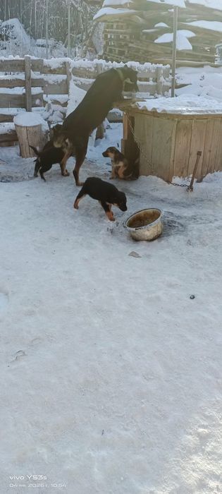 Отдам даром щенков