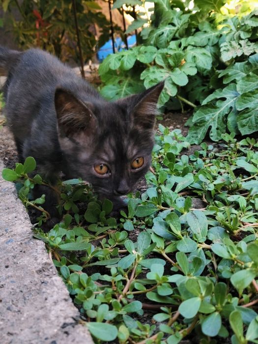 Шотландские котики 3 месяц