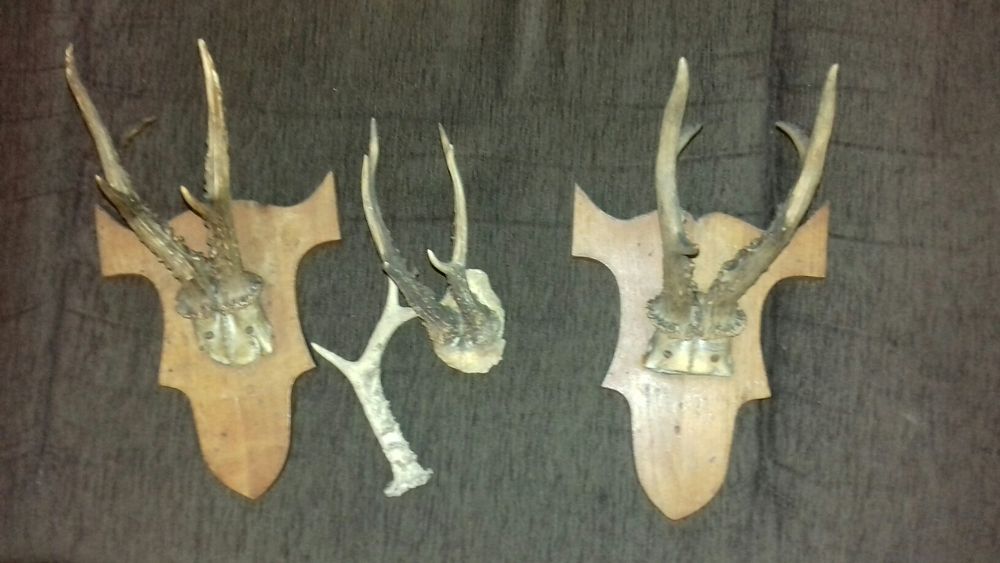 Coarne caprioara pe suport de lemn