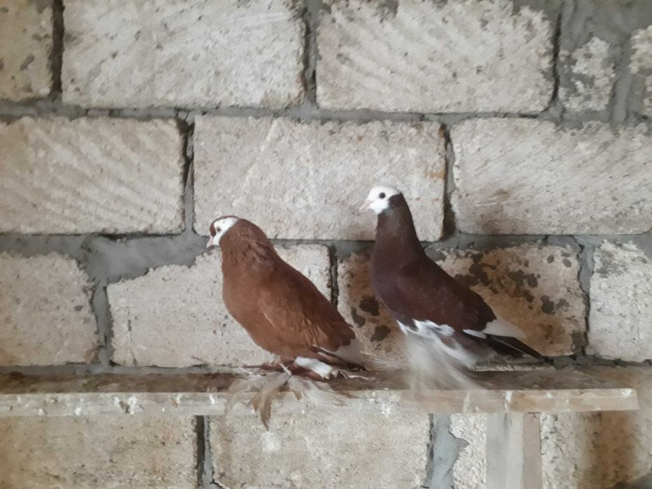 Домашние голубки