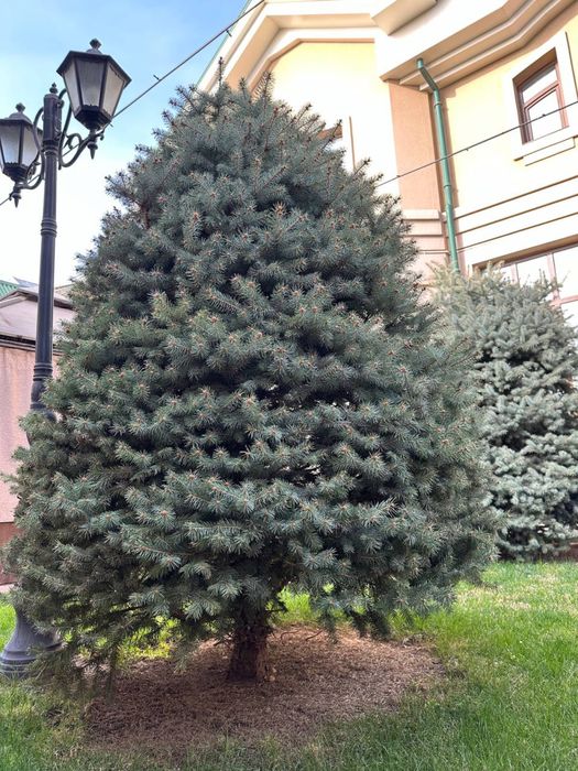 Голубой ель