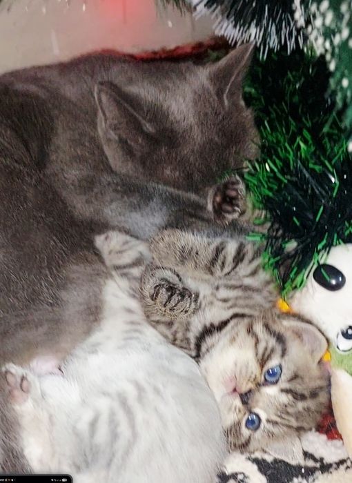 Котята продаются ,Скидка 40 y.e