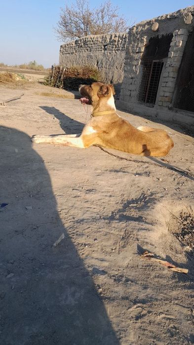 Alabay zot 15kunlik sariq onasi