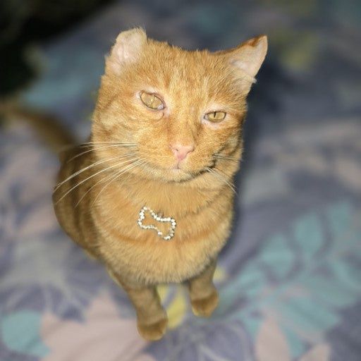 Санни красивый кот