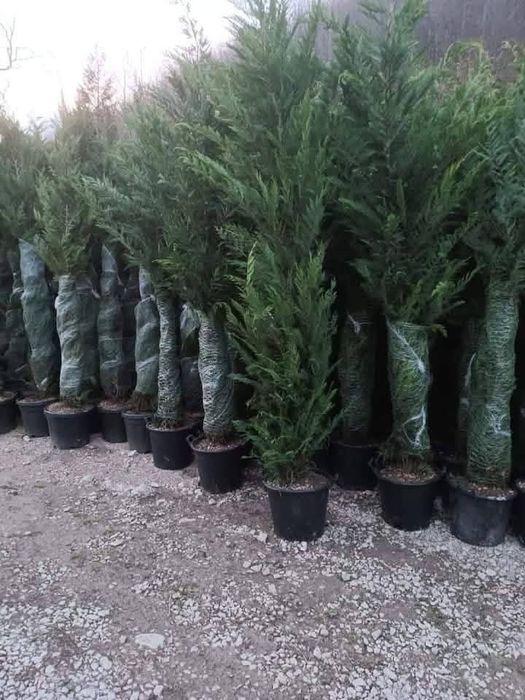 Chiparos leylandii la ghiveci sau la balot