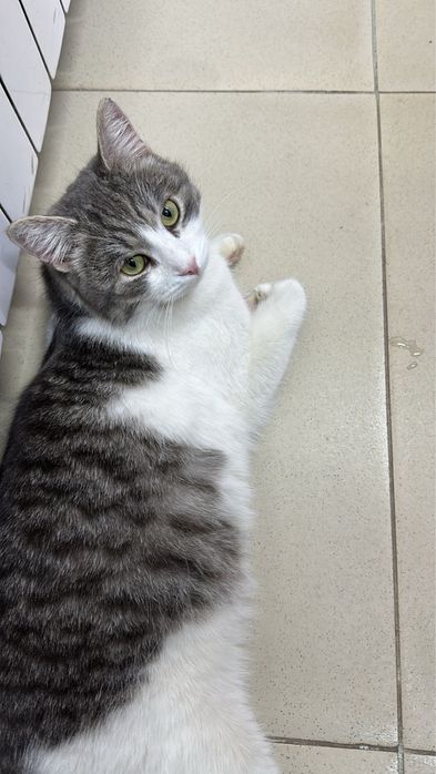 Ищем дом для котика Мурзика