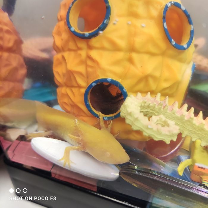 Продам аксолотль