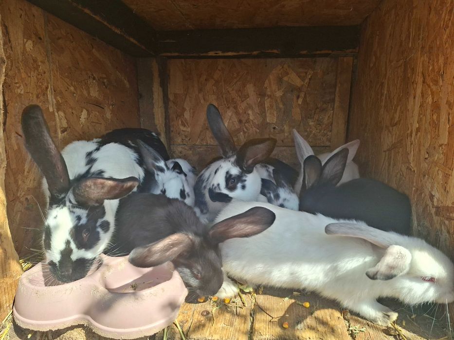 Vand iepurasi Fluture German si Urias Transilvanean