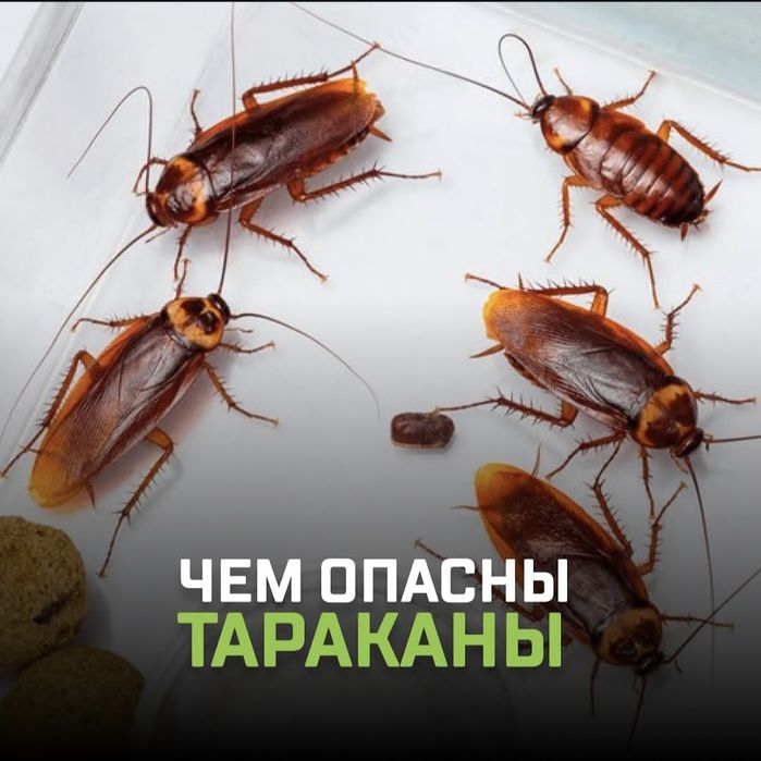 Tez yordam — Klop, Tarakan, Bedbug Dezinfeksiya Navoiy