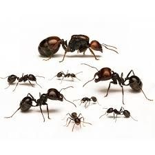 Messor barbarus  красноголовые жнецы в продаже в Астане!