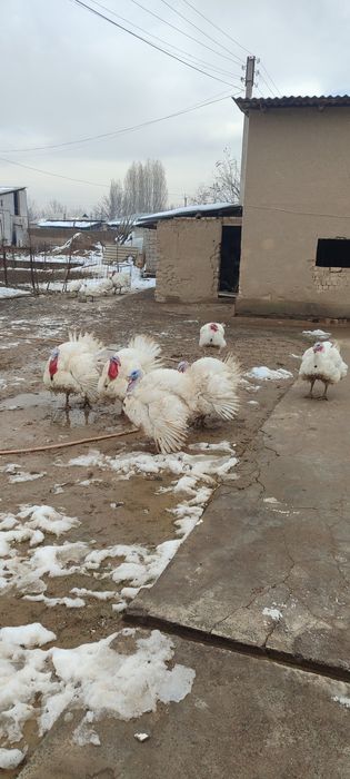 Oq Kurkalar Sotiladi