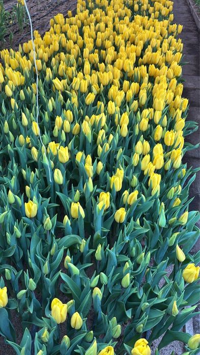 Тюльпаны оптом розницу