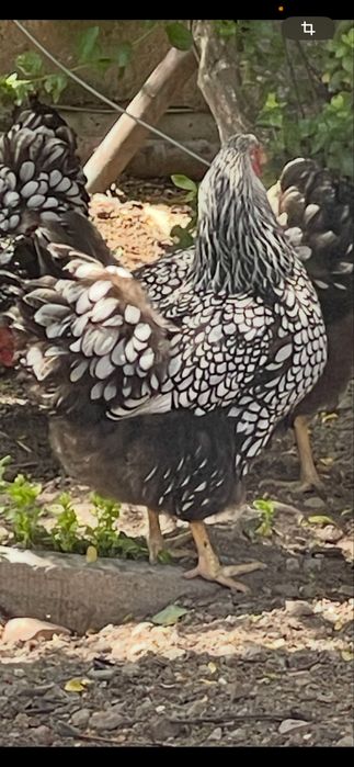 Виандот серебро