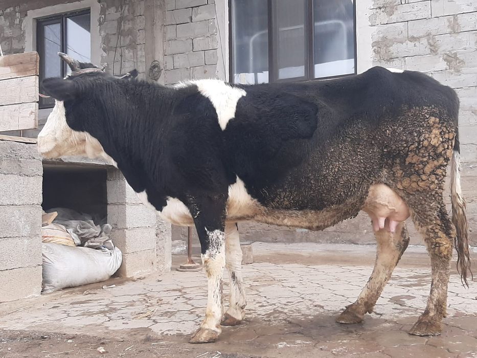 Дойльные коровы 900 000 тг