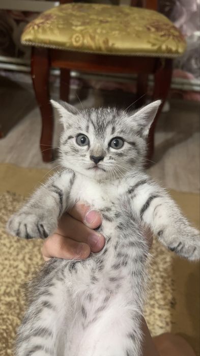 Отдам в добрые руки маленьнких котят