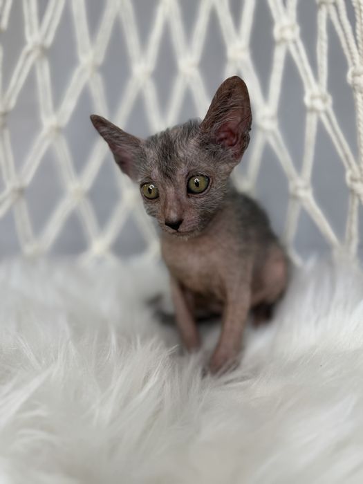 Lykoi cu pedigree (diferit de Sphynx)