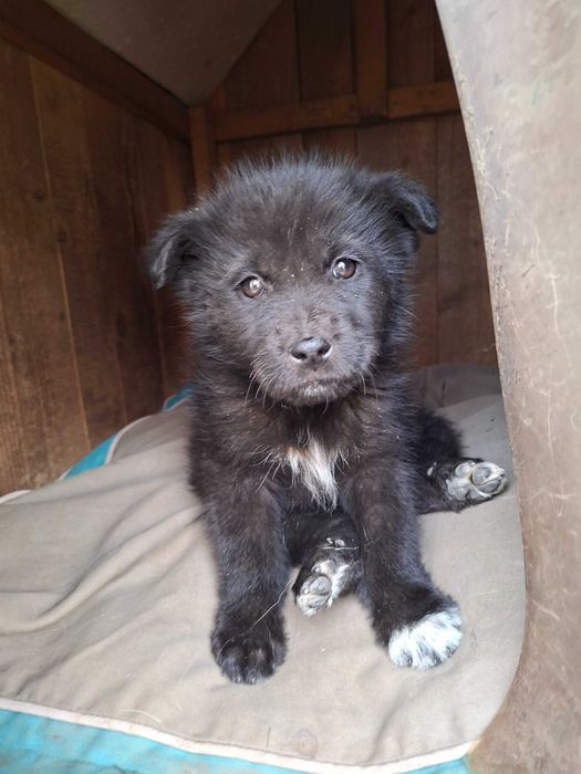 Căței  spre adopție