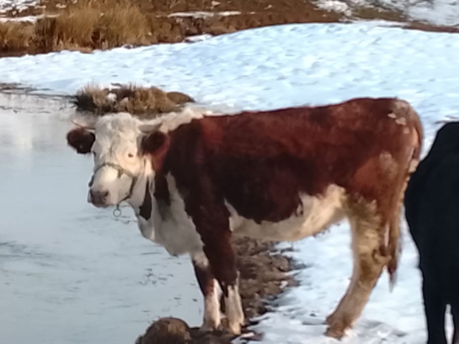 Продам стельных коров