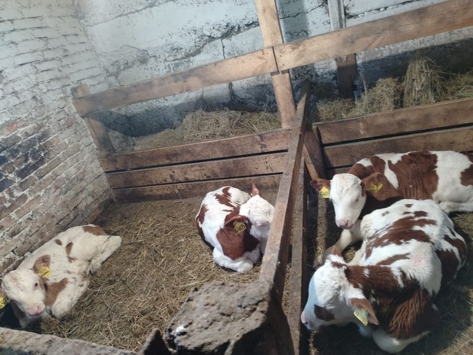 Продам симентальских телят ( бычки ) один месяц