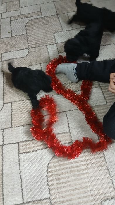 Продавам пудел той