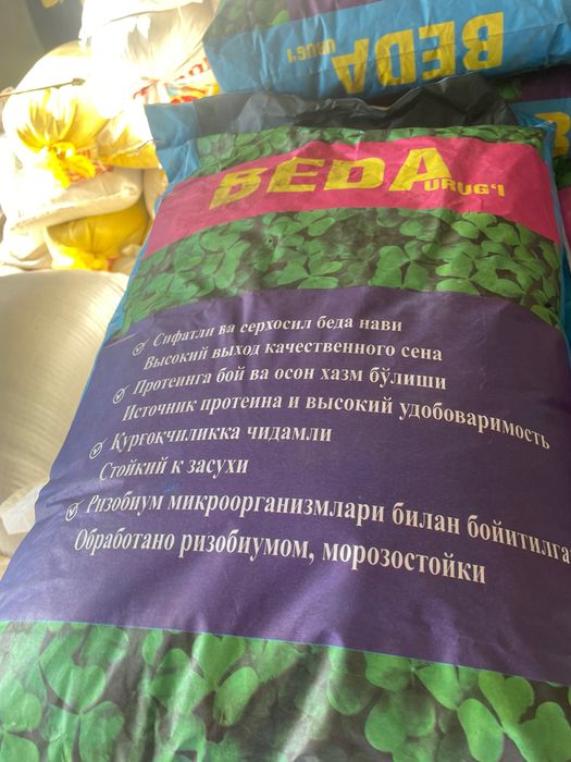 Beda urugʻi klevr