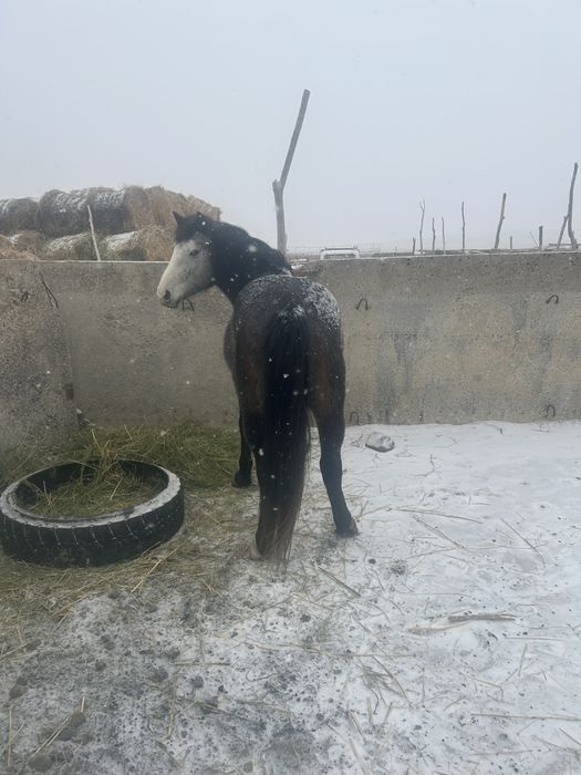 Жылқы Айғыр сатылады