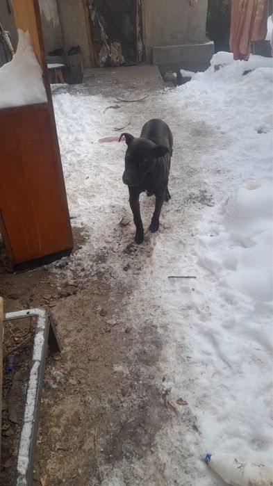 Продам щенков помесь