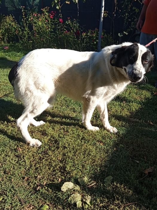 Ciobănesc de Bucovina