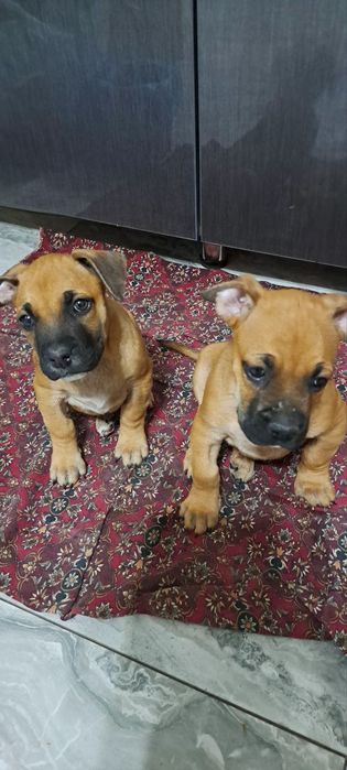 Продаются щенки породы "Боксёр "