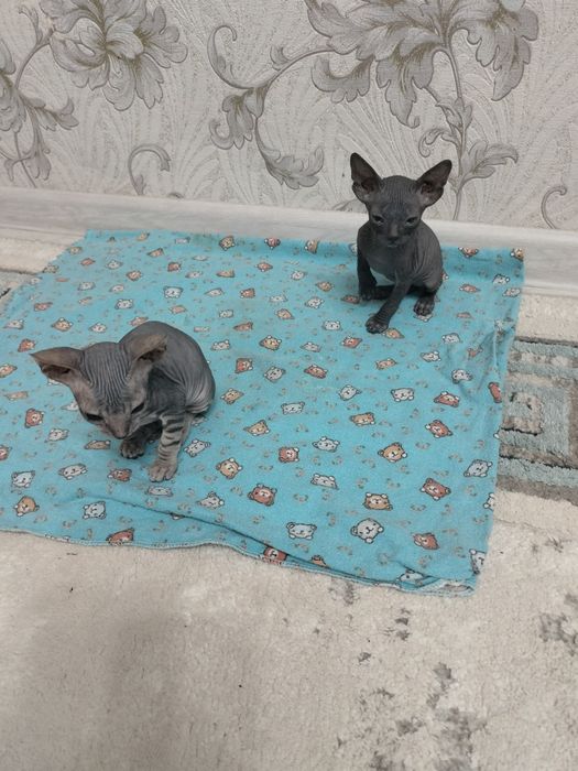Котенок Донского сфинксов