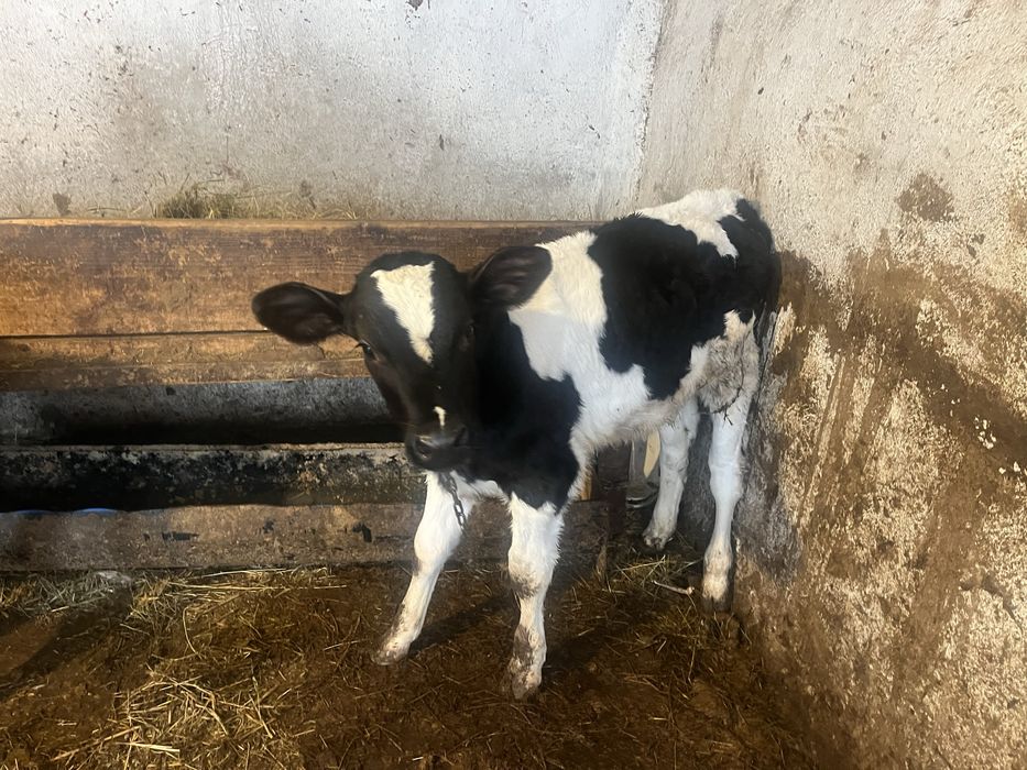 Vand 2 taurasi frumosi