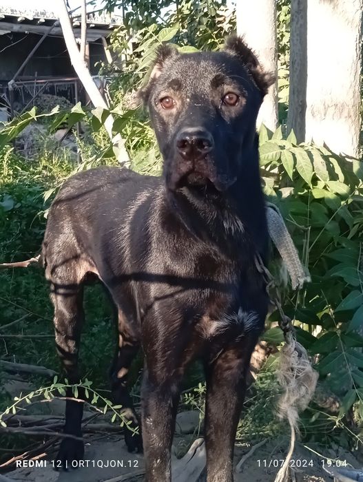 6 oylik pitbul bolasi sotiladi