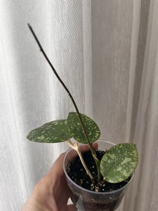 Хойи , укорененные черенки