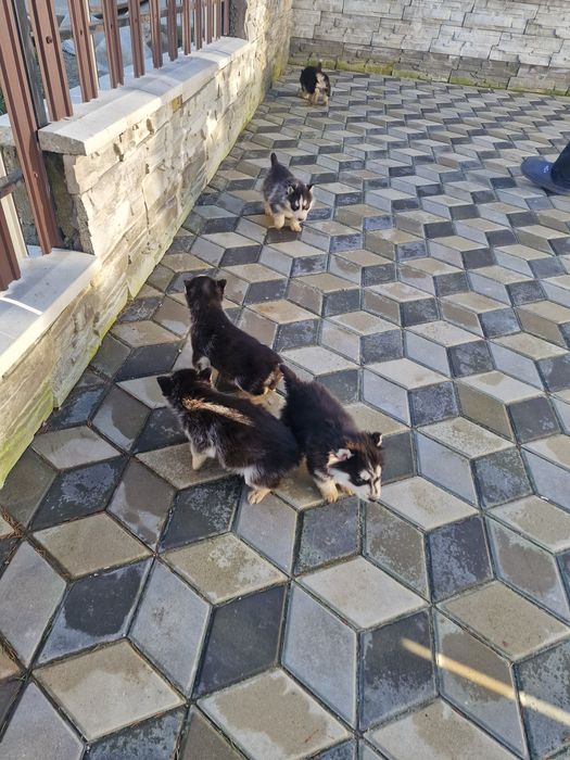 Căței husky siberian