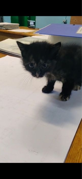 Спасите котенка SOS !!