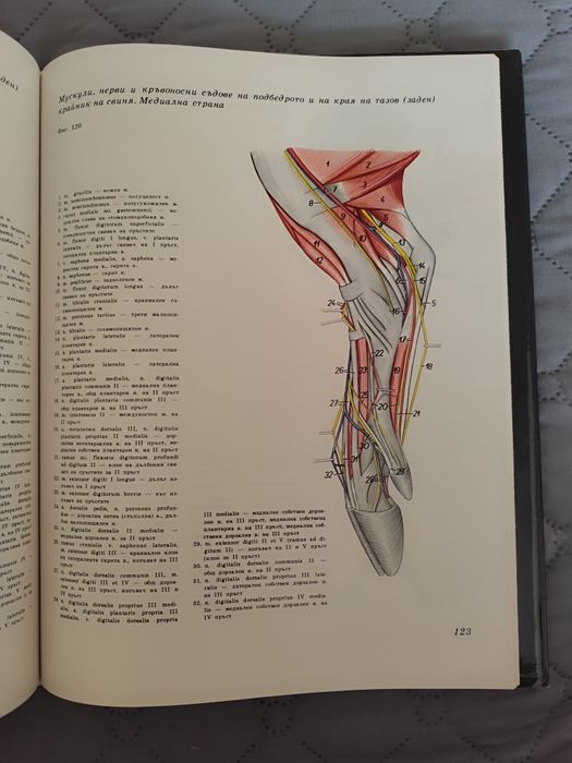 Атлас по топографска анатомия на селскостопанските животни Том 1,2 и 3