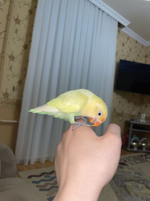 Продам идеально ручного попугая неразлучника